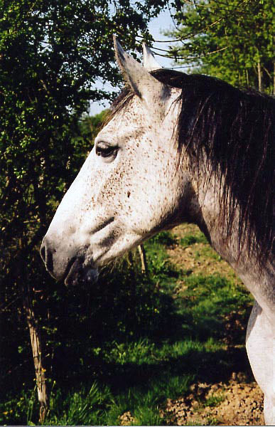 ARABE BARBE (POULINIERE)